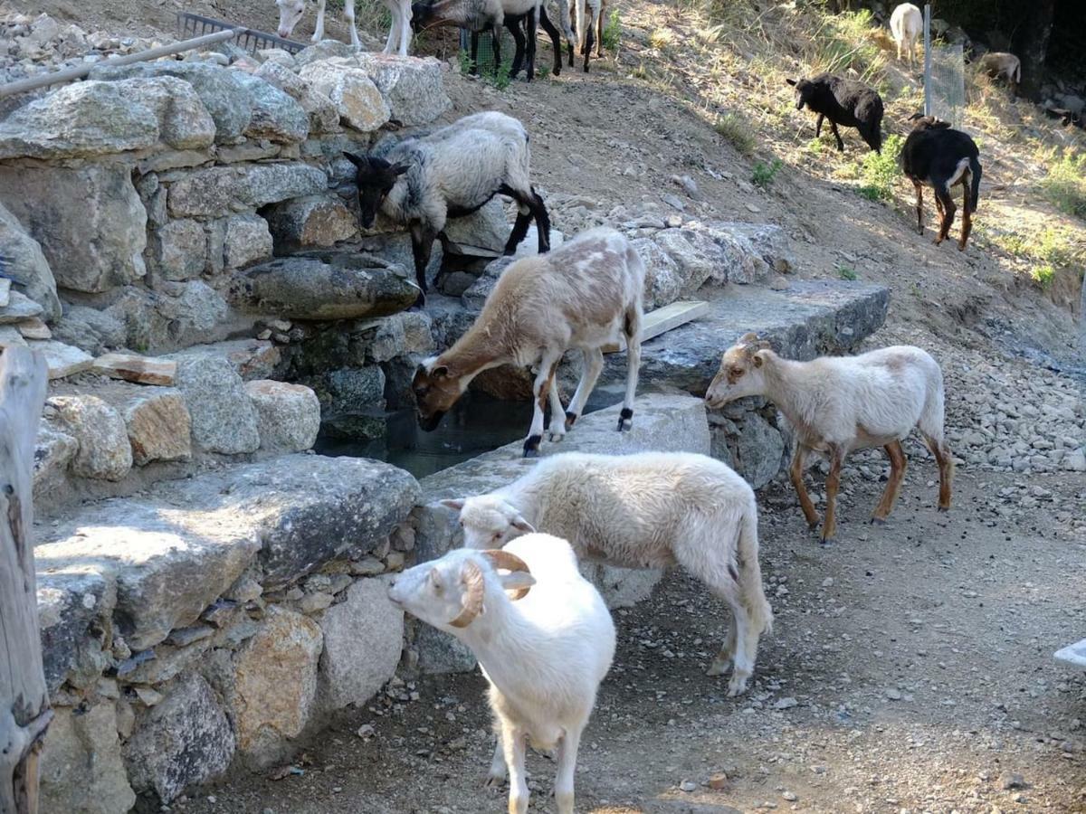 فندق Les Bergeries "Le Figuier" Omessa المظهر الخارجي الصورة
